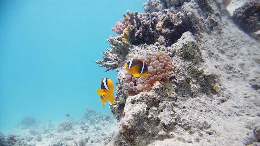 From Sharm: Luxury Diving cruise to Ras Mohammed with Lunch - Surface Interval (About 90 Minutes): Snacks, Drinks, and Optional Snorkeling