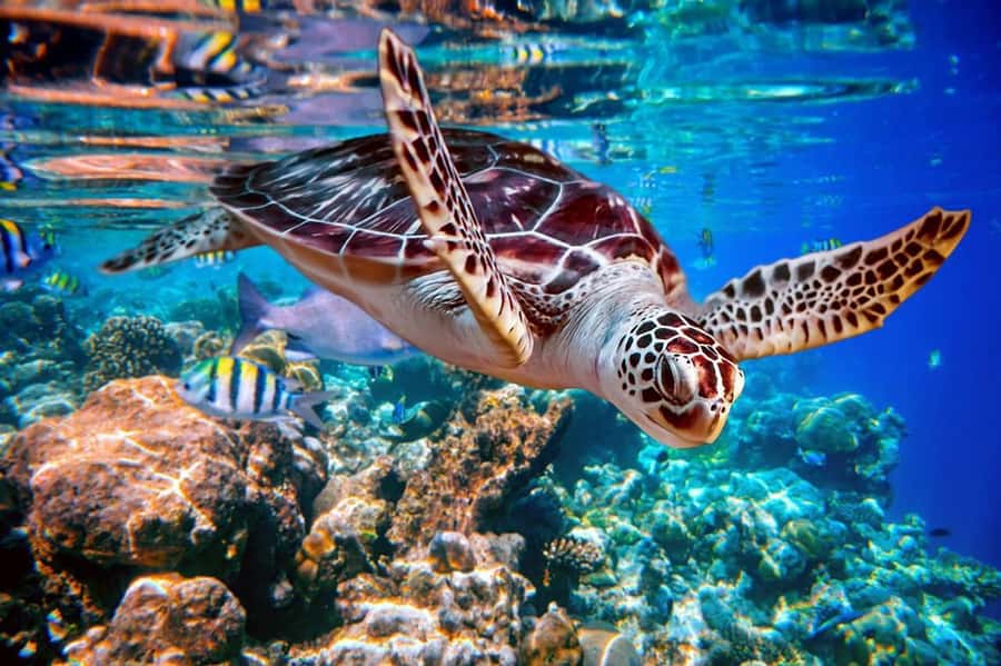 From Sharm: Ras Mohammed snorkeling cruise & optional diving - From Watanya Marina to Ras Mohamed, the flow that matters