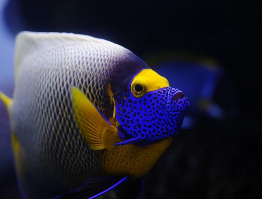 From Sharm: White Island and Ras Mohamed Snorkeling Trip - Should you book it or not?