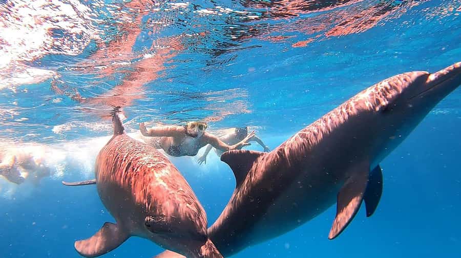 From Sharm: White Island and Ras Mohamed Snorkeling Trip - Value and what the $29 price really buys