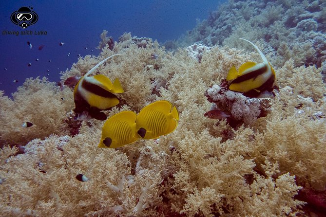 Full day diving with private guide, lunch drinks transportation - Price and Logistics, Is $81.10 Good Value?