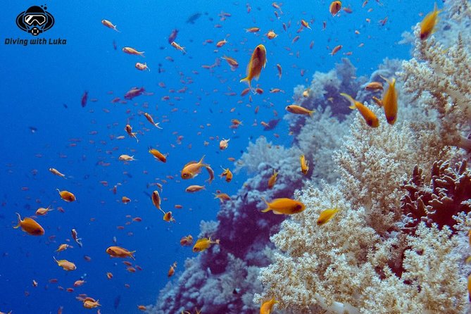 Full day diving with private guide, lunch drinks transportation - Starting in Hurghada: The 8:30 am Plan That Keeps You From Rushing