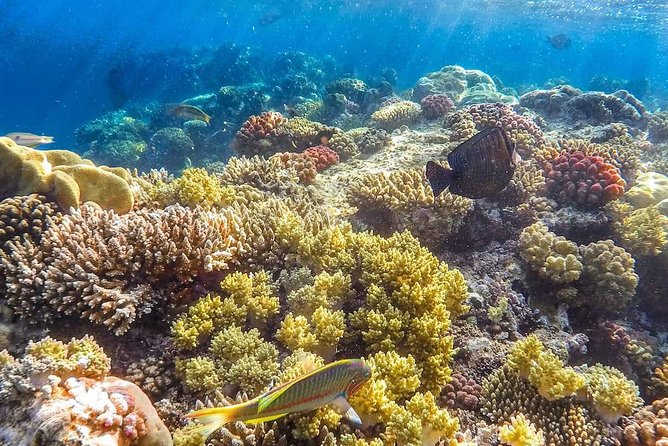 Full Relaxing Day To The Red Sea From Cairo Or Giza Hotel - How Long You’ll Be There, and How to Use It Well