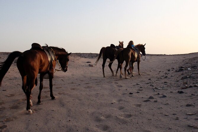 Horseback Riding with Pickup and Drop-off from Sharm El Sheikh - What Happens on the Ground, From Trainer Briefing to Ride Time