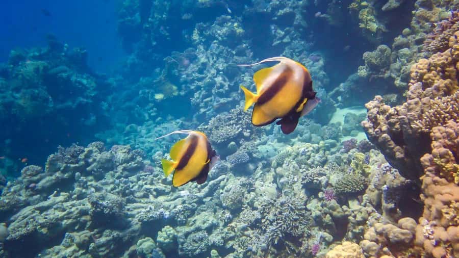 Hurghada: 3 Islands, Dolphins & Snorkel Yacht Trip w/ Lunch - Key Things That Make This Trip Worth It