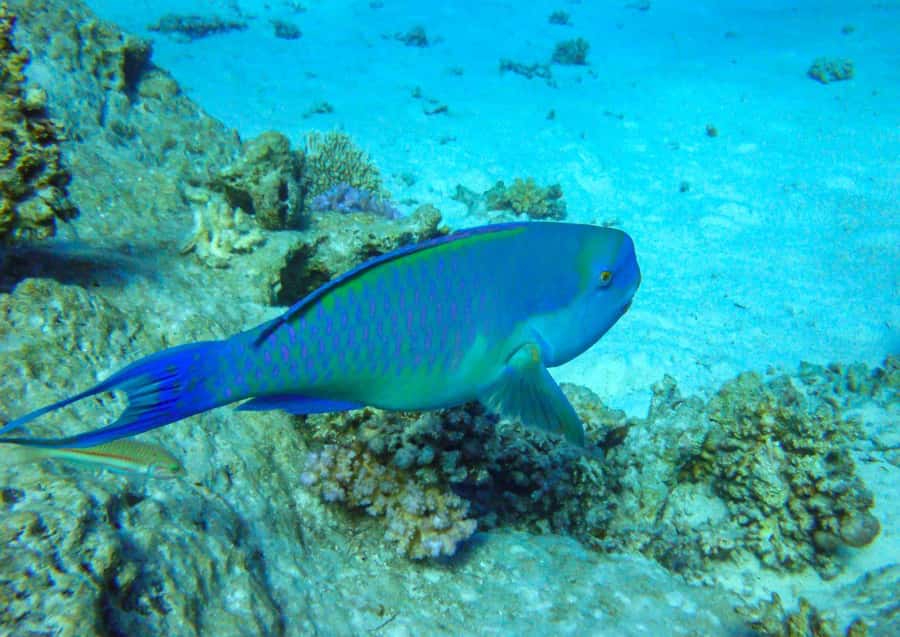 Hurghada: 3 Islands, Dolphins & Snorkel Yacht Trip w/ Lunch - Lunch on Board: Seafood That Actually Helps You Enjoy the Rest of the Day
