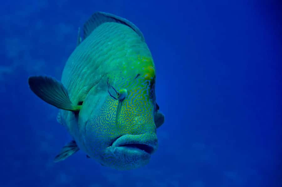 Hurghada: 3 Islands, Dolphins & Snorkel Yacht Trip w/ Lunch - Sunset Cruise Back: A Soft Landing to a Big Day