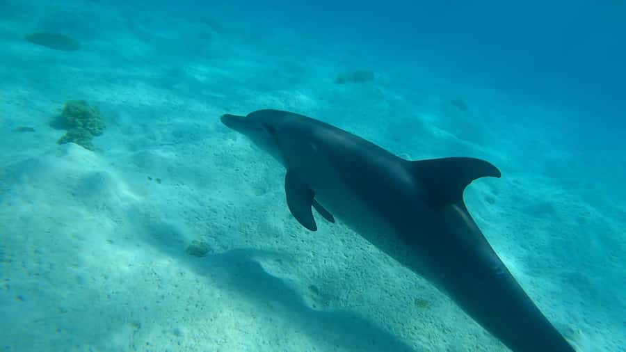 Hurghada: 3 Islands, Dolphins & Snorkel Yacht Trip w/ Lunch - Orange Bay for That Laid-Back Island Break