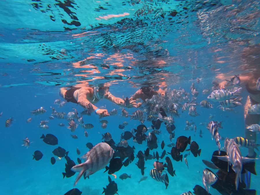 Hurghada: 4 Island Hopping Tour Dolphin, Snorkeling & Lunch - Pickup timing and practical tips that can save your day