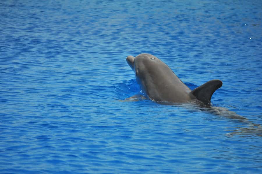 Hurghada: All-Inclusive Elite VIP Dolphin House & Massage - Key takeaways before you go