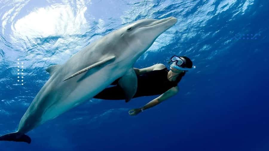 Hurghada: All-Inclusive Elite VIP Dolphin House & Massage - Hurghada to Dolphin House, what makes this VIP boat day work