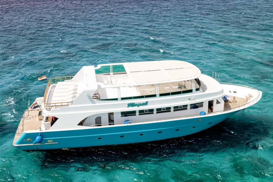 Hurghada: All-Inclusive Elite VIP Dolphin House & Massage - The coral and fish experience, what you should look for