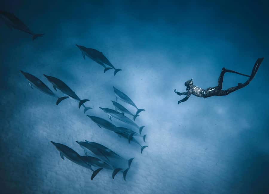 Hurghada: All-Inclusive Elite VIP Dolphin House & Massage - Price and value: why $45 can feel like a bargain