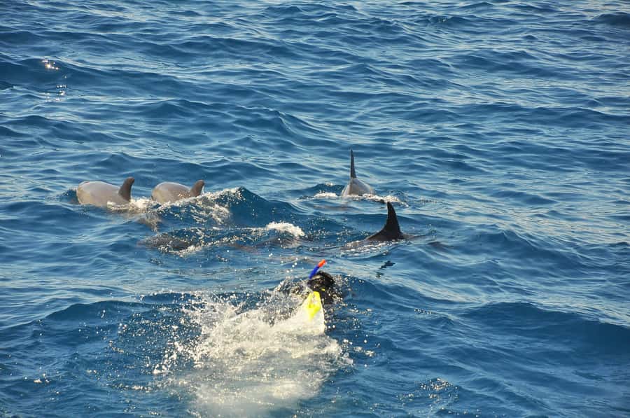 Hurghada: All-Inclusive Elite VIP Dolphin House & Massage - Practical tips, timing, and what to bring so you are not miserable