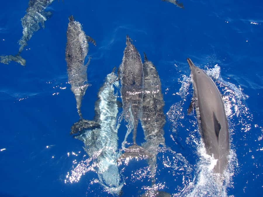 Hurghada: All-Inclusive Elite VIP Dolphin House & Massage - Dolphin House: watching wild dolphins, not a staged show