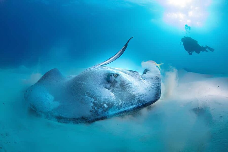 Hurghada: Beginners Scuba Diving Full-Day Boat Trip & Lunch - Reef expectations, depth comfort, and the one trade-off