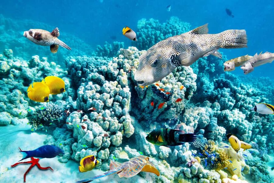 Hurghada: Beginners Scuba Diving Full-Day Boat Trip & Lunch - Should you book this Hurghada first-time scuba day?