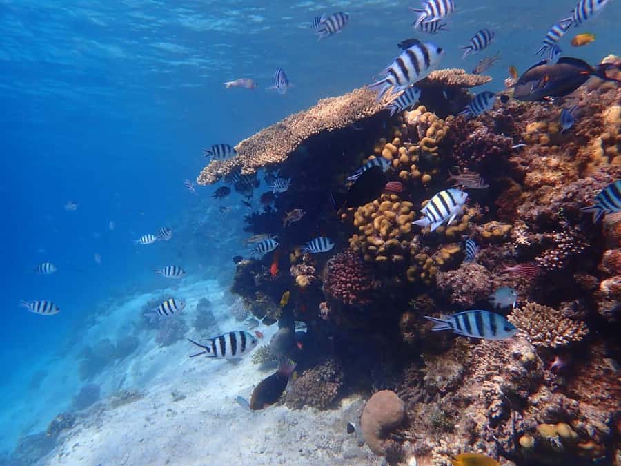 Hurghada: Boat trip to Magawish island with Multi Options - Price and value: what $35 really buys you