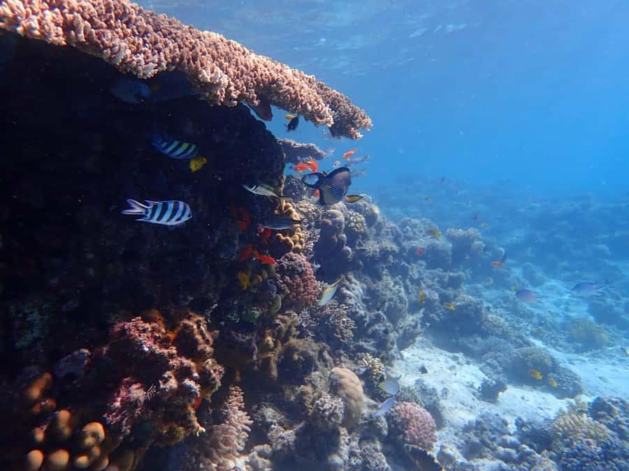 Hurghada: Boat trip to Magawish island with Multi Options - Magawish Island time: two hours to swim and reset