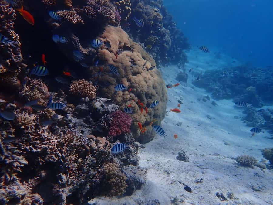 Hurghada: Boat trip to Magawish island with Multi Options - Guides, language support, and the human touch