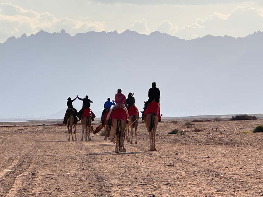 Hurghada: Camel Ride & horse ride and Off-Road Jeep Tour - The farm tour with animals, horses, and a water wheel stop