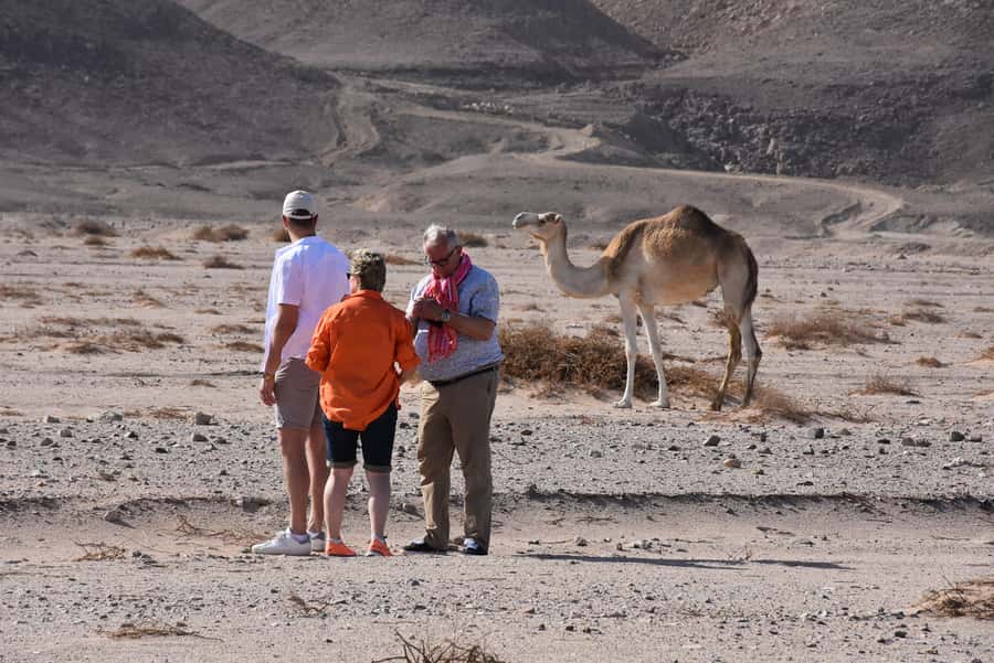Hurghada: Camel Ride & horse ride and Off-Road Jeep Tour - Guides and the real comfort-and-safety checklist