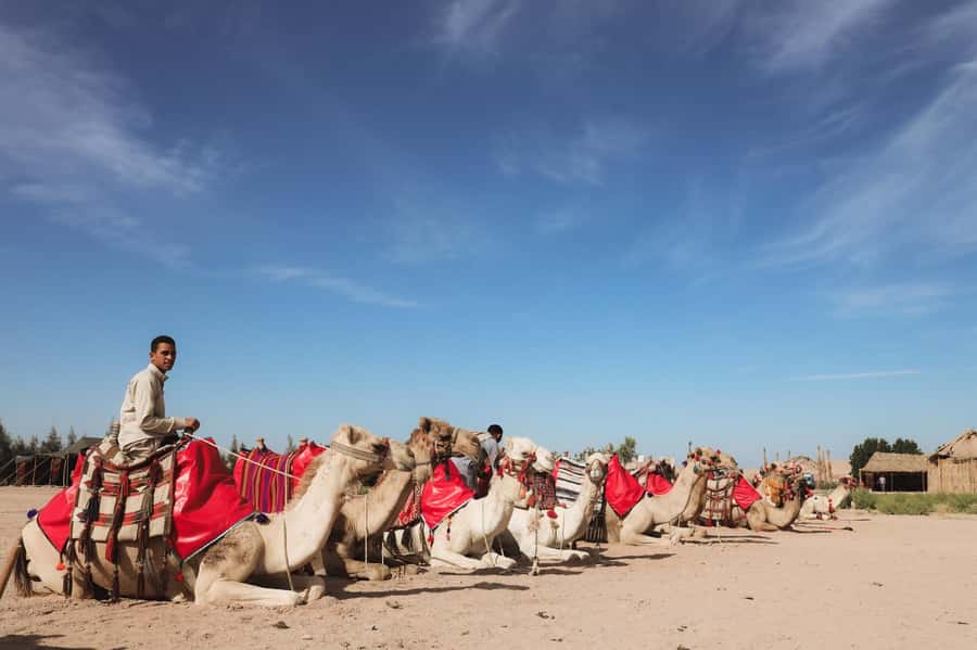 Hurghada: Camel Ride & horse ride and Off-Road Jeep Tour - Price, duration, and what $47 actually buys
