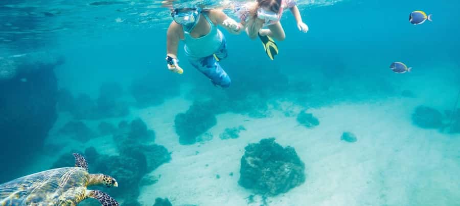 Hurghada: Day Snorkeling with Dolphins - Key things that make this Dolphin Reef day work