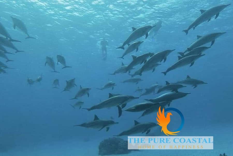 Hurghada: Day Snorkeling with Dolphins - Price, what’s included, and the extras you should budget