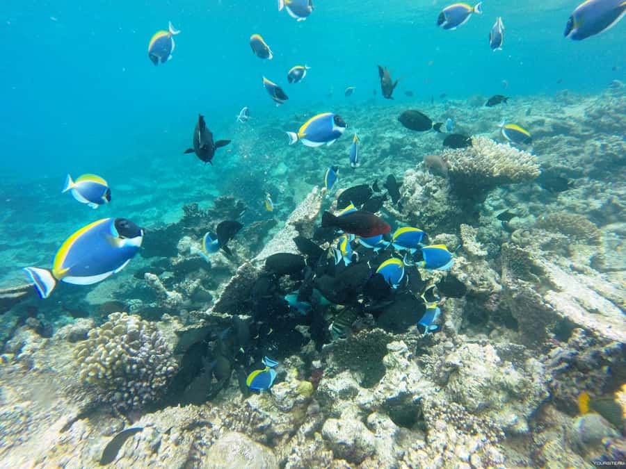 Hurghada: Day Snorkeling with Dolphins - Dolphin Reef in Hurghada, why this trip feels different