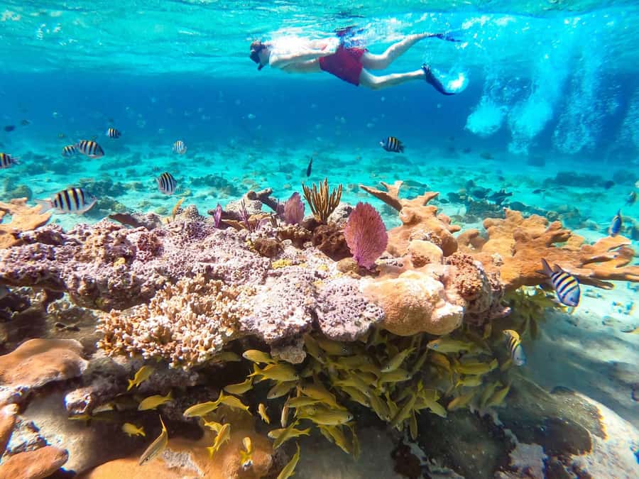 Hurghada: Day Snorkeling with Dolphins - Hotel transfers that reduce stress, and how the pickup actually works