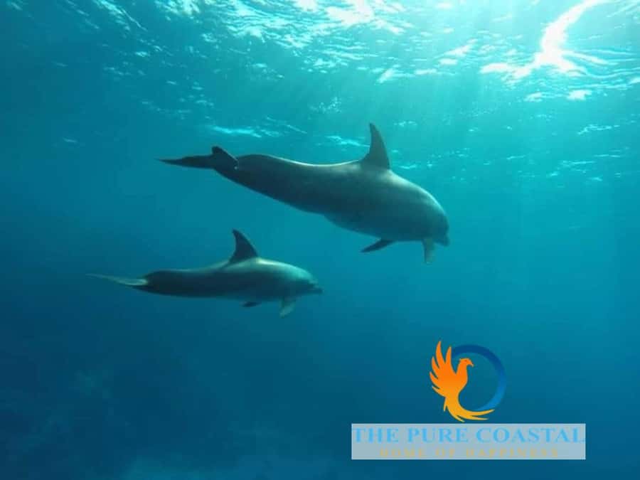 Hurghada: Day Snorkeling with Dolphins - Snorkeling with dolphins, what you should do in the water