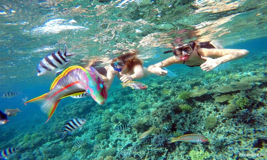 Hurghada: Day Snorkeling with Dolphins - Dolphin Reef underwater, beyond the dolphins