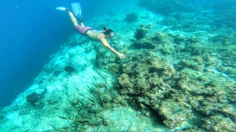 Hurghada: Day Snorkeling with Dolphins - Boat lunch and included drinks, the food reality check
