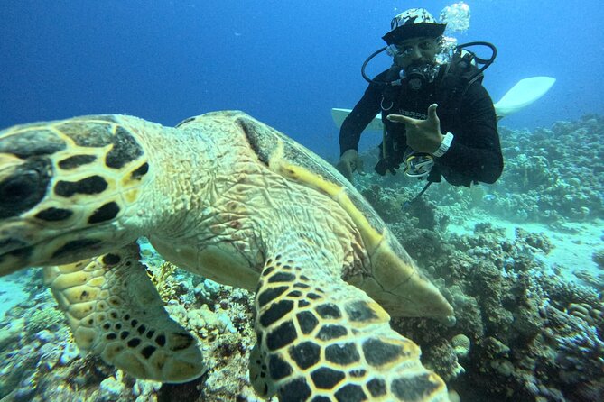 Hurghada Diving Adventure one Day with two Dives Boat Trip - Who This Hurghada One-Day Boat Trip Is Best For