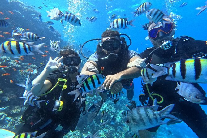 Hurghada Diving Adventure one Day with two Dives Boat Trip - The Day at Sea: How the Two Guided Underwater Sessions Work