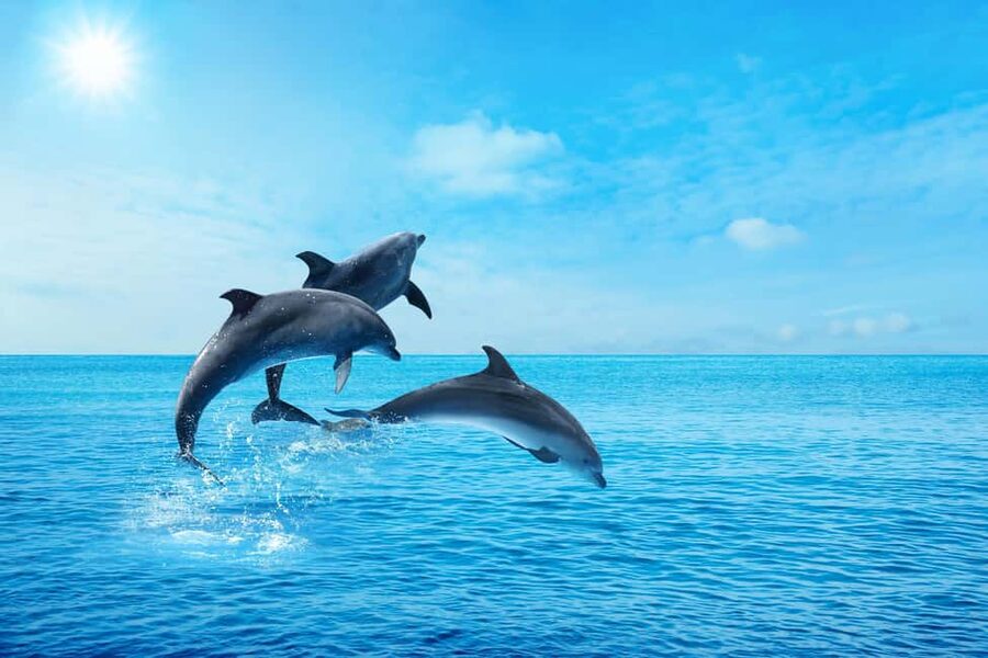 Hurghada: Dolphin & Coral Reef Snorkeling Tour with Lunch - Boat Comfort, Sun Strategy, and What You Should Pack