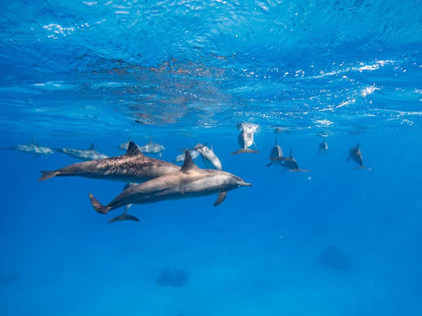 Hurghada: Dolphin & Coral Reef Snorkeling Tour with Lunch - Should You Book This Dolphin and Coral Reef Tour From Hurghada?