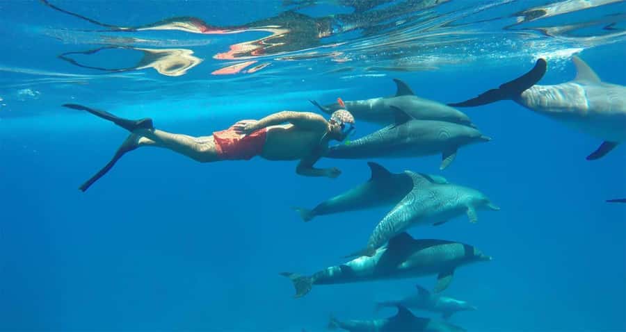 Hurghada: Dolphin watch Cruise with optional pickup - Quick Key Points Before You Go