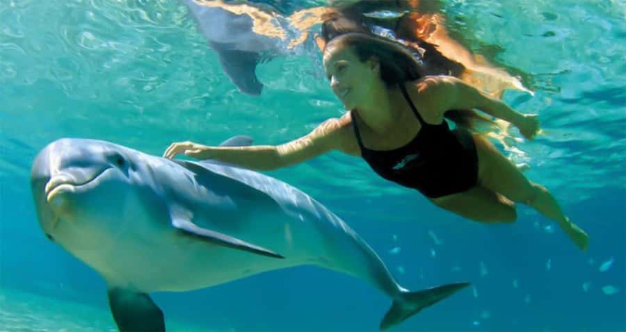Hurghada: Dolphin watch Cruise with optional pickup - From Hurghada Marina to the Open Sea, What the Day Actually Looks Like