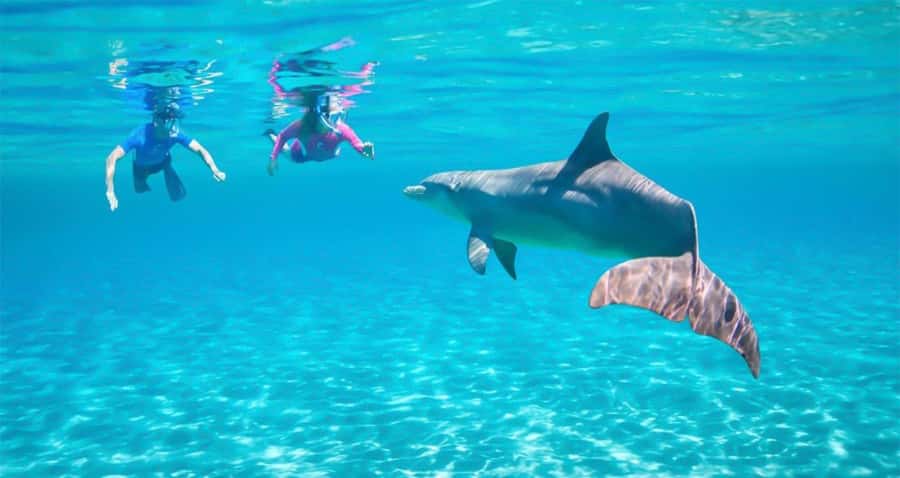 Hurghada: Dolphin watch Cruise with optional pickup - Dolphin Watching: Possible Fun, Not a Guaranteed Appointment