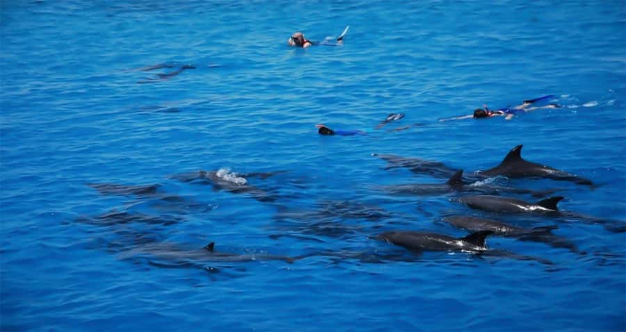 Hurghada: Dolphin watch Cruise with optional pickup - The Second Snorkel and Swimming Stretch: Where Skill Levels Show