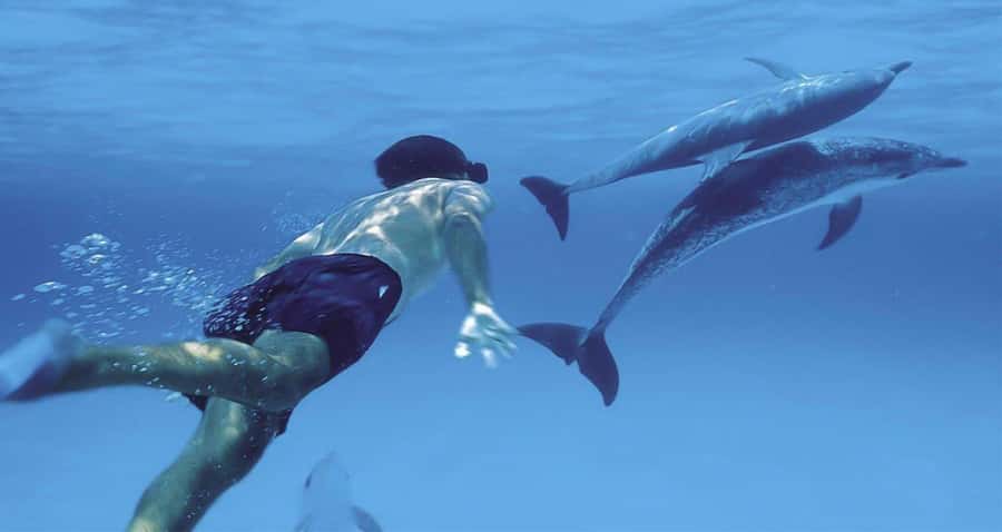 Hurghada: Dolphin watch Cruise with optional pickup - Lunch on Board and Unlimited Beverages: Simple, Helpful, and Usually Enough