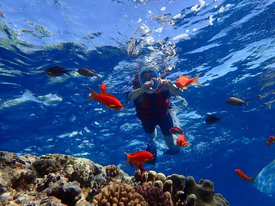 Hurghada: Dolphin watch Cruise with optional pickup - Price and Value: Is $32 Worth It Here?