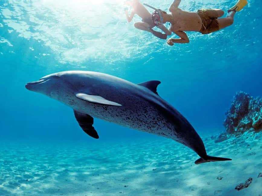 Hurghada: Dolphin Watching Boat Tour with Snorkeling & Lunch - Boat comfort, crew attention, and why it feels well run