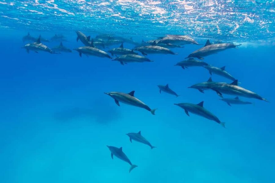 Hurghada: Dolphin Watching Boat Tour with Snorkeling & Lunch - Timing, meeting point, and what to pack for a smooth day