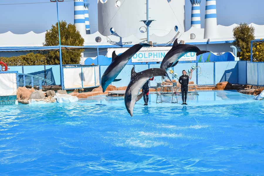 Hurghada: Dolphin World Show with Walruses and Pickup - Swimming With Dolphins: The Optional Add-On That Changes Everything