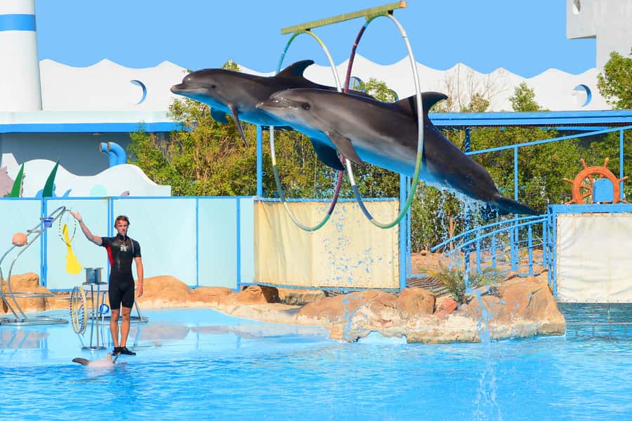 Hurghada: Dolphin World Show with Walruses and Pickup - Price and Value: Is $23 a Good Deal?