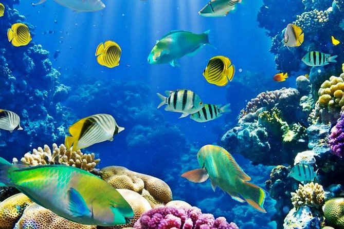Hurghada: Full-Day Diving Tour with Lunch & Two Dive Sites - Getting Ready on the Water: Pickup, Transfers, and Supplied Gear
