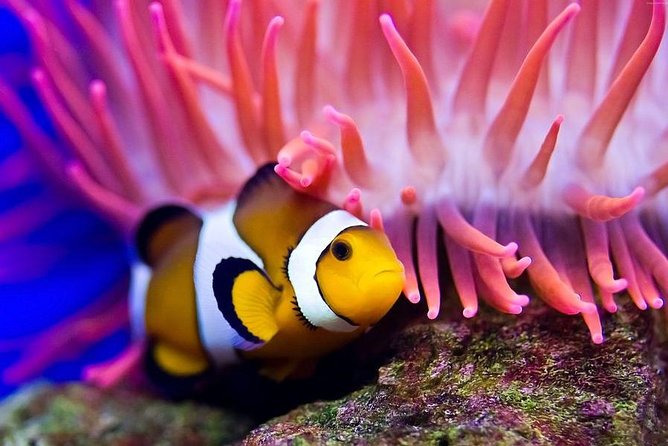 Hurghada: Full-Day Diving Tour with Lunch & Two Dive Sites - How Long Is Too Long? Managing the 8-Hour Rhythm